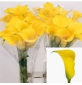 ΚΑΛΛΑ ΚΙΤΡΙΝΗ 60εκ. CALLA GOLD MEDAL 60cm.